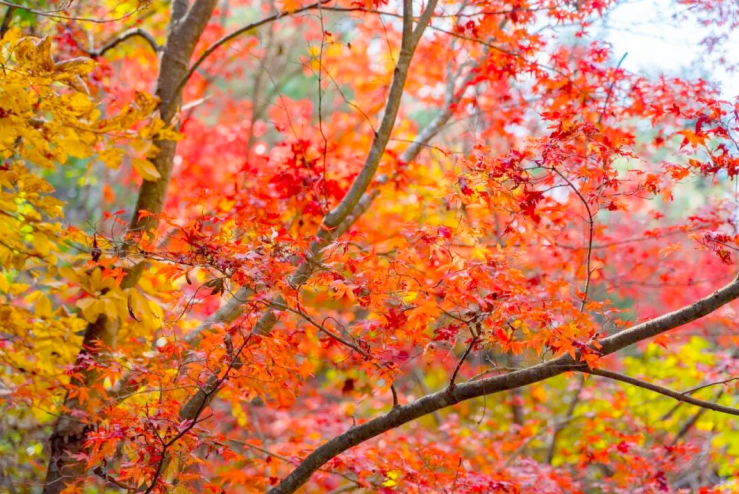 �@��(g��)�r(sh��)��(ji��)����һ��Ӣɽ�ļt�~֮�s